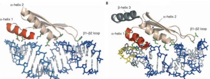 Figure 13: Reconaissance de l'ARN double-brin par une protéine à domaine RBM. A. le domaine de liaison à l'ARN double-brin (dsRBM) de la protéine Xlrbpa2; les eeléments de structure qui lient l'ARN sont: l'hélice  1 (rouge), l'extrémité amino-terminale de 