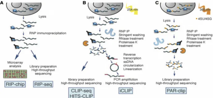 Figure 17: Approches "protein-centric" pour l'identification de ligands ARN in vivo