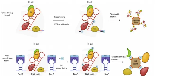 Figure  18: Approches "protein-centric" pour l'identification de RBPs in vivo