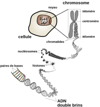 Figure I.3 – Les niveaux de compaction de l’ADN dans une cellule eucaryote Tiré du site https ://fr.wikipedia.org/wiki/Chromosome