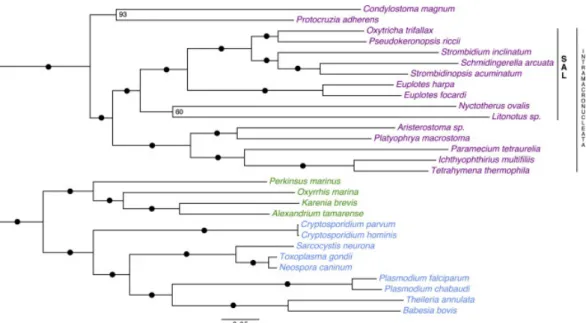 Figure III.3 – Phylogénie des alvéolés