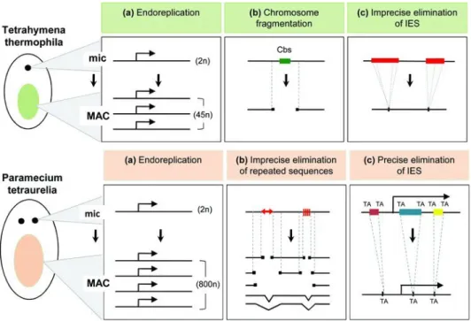 Figure III.8 – Dimorphisme nucléaire et réarrangements de l’ADN chez Paramecium et Tetrahymena Ce schéma représente les réarrangements programmés de génome entre le noyau MIC et le noyau MAC chez Tetrahymena thermophila (en haut en vert) et Paramecium tetr