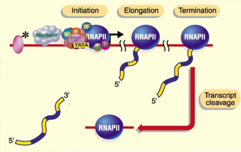 Figure 1: Déroulement d'un cycle de transcription. Schéma simplifié d'un cycle de transcription par la Pol II