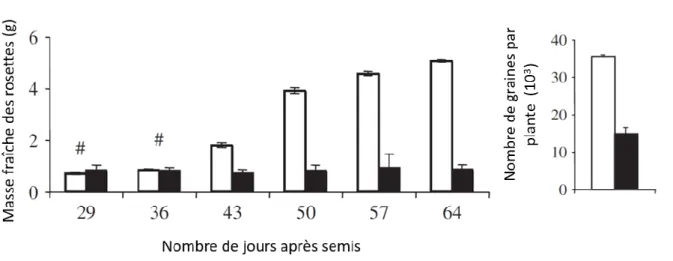 Figure 1 : Effet de la teneur en nitrate sur la production de biomasse et le rendement en graines  chez  Arabidopsis thaliana  cultivée sur sol en jours courts (barres blanches : 10 mM ; barres noires  2 mM) (Modifié d'après (Lemaître  et al