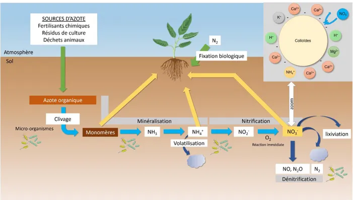 Figure 2: Représentation simplifiée du cycle de l'azote à l'interface atmosphère-sol-plante 