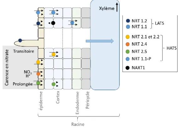 Figure 4 : Représentation schématique des transporteurs impliqués dans le prélèvement du nitrate  au niveau racinaire chez  Arabidopsis thaliana  (modifié de (Noguero et Lacombe, 2016)) 