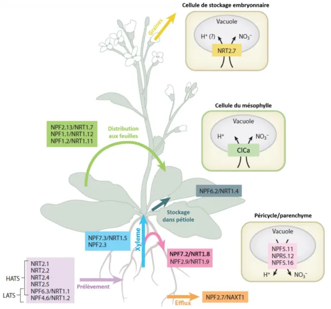 Figure  5:  Représentation  schématique  du  prélèvement  du  nitrate  et  de  son  transport  entre  les  organes sources et puits (modifié de (Wang  et al