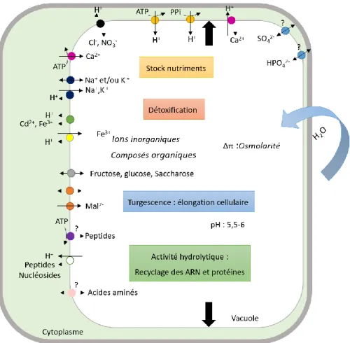 Figure  7:  Représentation  schématique  de  la  pluralité  fonctionnelle  de  la  vacuole  des  cellules  végétales et des transporteurs impliqués (inspiré de (Martinoia  et al