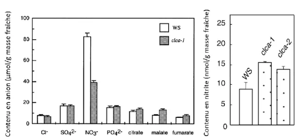 Figure  8  :  Contenu  en  anion  chez  les  mutants  KO  pour  AtClCa  déterminé  par  électrophorèse  capillaire ou dosage colorimétrique (nitrite) (modifié à partir de (Geelen  et al