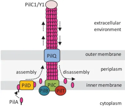 FIGURE  9.  TYPE  IV  PILUS  IN  P.  aeruginosa. Only  some  of  the  proteins  involved  in  the  assembly  of  the  Type IV pili are reported here