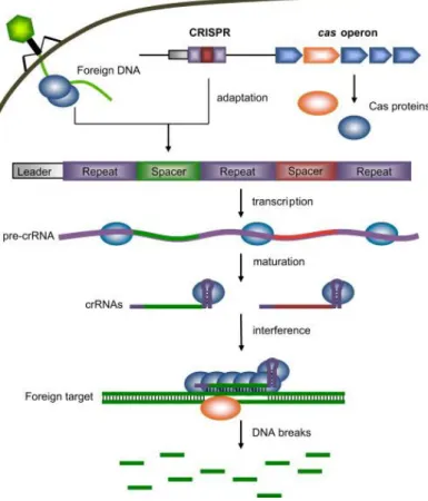 FIGURE  11.  OVERVIEW  OF  CRISPR-Cas  IMMUNITY  TO  VIRUSES  OF  BACTERIA  AND  ARCHAEA