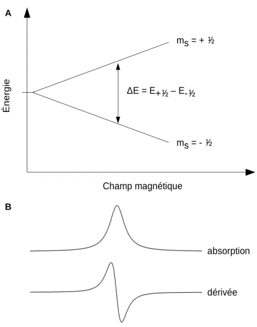 Figure  16 :  (A)  principe  d'une  transition  d'état  en  RPE,  (B)  signal  d'absorption  typique mesuré et sa dérivée.