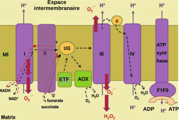 Figure  3 :  Production  de  ROS  au  niveau  de  la  chaîne  de  transfert  d’électrons  mitochondriale.  UQ  correspond  au  pool  d’ubiquinone,  ETF  (electron  transferring  flavoprotein)  à  l’ETF-Q  oxydoréductase,    AOX  à  l’ascorbate  péroxydase,