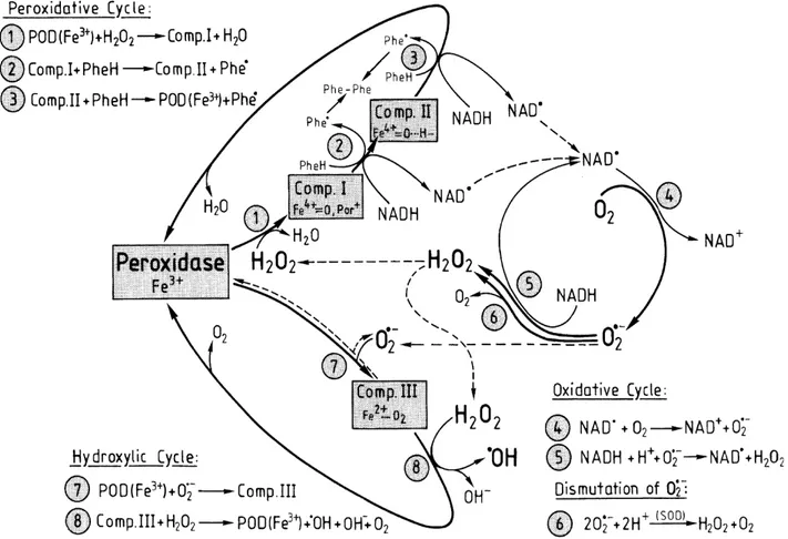 Figure  9:  Schéma  des  cycles  catalytiques  des  péroxydases  de  classe  III  pariétales.  Comp  I-III  signifie  composé  I-III,  Phe  composé  phénolique.  Les  réactions sont expliquées dans le texte. Figure issue de Liszkay et al., 2003.