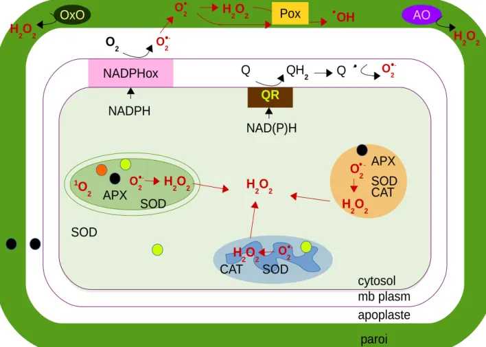 Figure  11  :  Schéma  de  la  production  et  de  la  détoxification  des  ROS  dans  une  cellule  végétale.  Les  organites  comme  la  mitochondrie  (en  bleu),  le  chloroplaste  (en  vert)  et  le  péroxysome  (en  orange)  produisent  du  O 2 .-   q