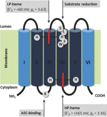 Figure  12  :  Schéma  de  la  structure  3D  du  cytochrome  TCytb/CYB561B1  d’A.thaliana. Cette structure est typique d’un cytochrome b 561. Les CYB561 sont  composés  de  6  domaines  transmembranaires  (I-VI)  (en  bleu)  et  deux  hèmes  de  type b (t