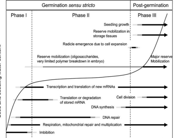 Figure  14  :  Evolution  des  processus  physiques  et  métaboliques  lors  de  la  germination (phase I et II) et lors de la croissance post-germinatoire (phase III). La  courbe représente l’absorption d’eau par la graine au cours du temps. Les jauges  a