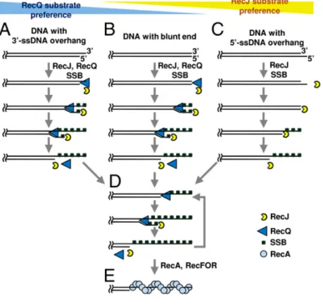 Figure  15 : Formation des extrémités 3’ simple brin par RecQ et RecJ dans la voie RecFOR de réparation des  cassures de l’ADN (Morimatsu &amp; Kowalczykowski, 2014) 
