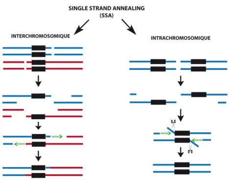 Figure 21 : Schématisation des évènements de Single Strand Annealing (SSA) interchromosomiques et intrachromosomiques 