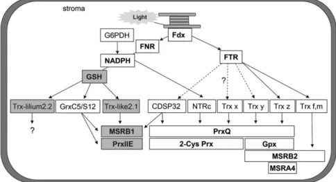Figure 8. Model depicting the reducing pathways for plastidial Trxs and their specificity toward known physiological targets of the Tpx and MSR families