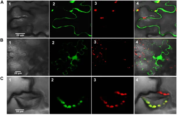 Figure 1. Subcellular localization of poplar Clot (A), Trx-like1 (B), and Trx-like2.1 (C) in tobacco cells