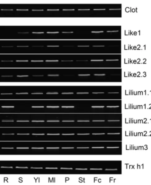 Figure 2. Transcript expression profiles in poplar organs. RT-PCR was performed from total RNAs extracted from roots (R), stems (S), young leaves (Yl), mature leaves (Ml), petioles (P), stamens (St), female catkins (Fc), and fruits (Fr)