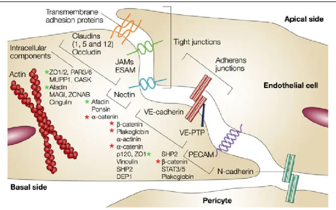 Figure 3 : Diagramme de l’organisation moléculaire des jonctions endothéliales et de  leur entrelacement