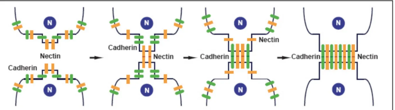 Figure 4 : Modèle de formation des jonctions adhérentes à partir de contacts initiés  par le complexe nectine/afadine