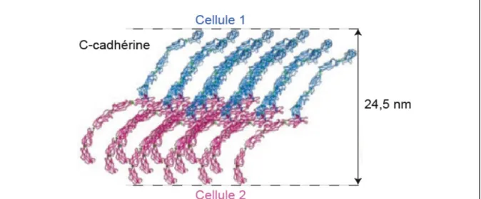 Figure 10 : Modèle d’association des cadhérines classiques. D’après (Boggon et al.,  2002)