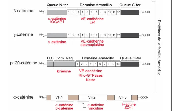Figure 13 : Structure modulaire des principales caténines associées à la VE- VE-cadhérine au sein des jonctions adhérentes