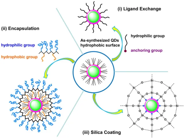 Figure  2.6.  Schematic  overview  of  different  strategies  for  surface  functionalization  of  QD:  (i)  ligand exchange, (ii) encapsulation, or (iii) silica coating chemistries