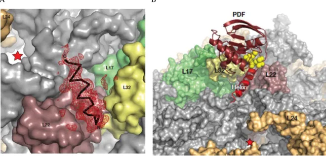 Figure i.11 : Interaction de la peptide déformylase d’E.coli avec le ribosome. A) Interaction d’un peptide  synthétique  correspondant  à  l’hélice  α  C-terminale  d‘EcPDF,  au niveau  des  protéines ribosomales  uL22  (en  rose), bL32 (en jaune)