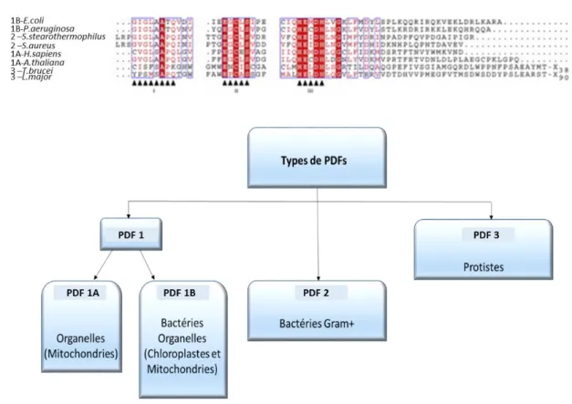 Figure i.19 : Les différentes classes de peptides déformylases. A) Alignement des séquences protéiques des  domaines catalytiques et C-terminaux de plusieurs types de déformylases