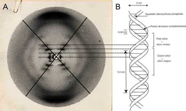 Figure 2 : structure secondaire de l’ADN bicaténaire de type B selon la théorie de Watson-Crick-Franklin