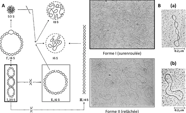 Figure  4 :  l’ADN  procaryote  est  surenroulé.  A :  représentation  des  différentes  formes  de  l’ADN  du  polyomavirus  (I,  II  et  III)  suivant  leur  coefficient  de  sédimentation,  avec  les  micrographes  électroniques ADN x 21000, des formes 