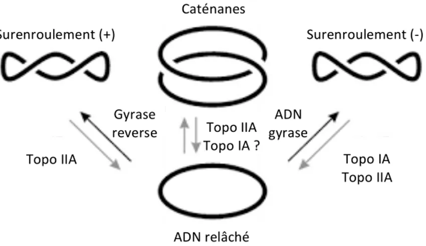 Figure 39: représentation schématique de l’ensemble des réactions réalisées par les topoisomérases de  type IA et IIA