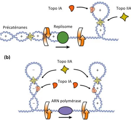 Figure 42 : représentation schématique de l’intervention des topoisomérases de type IA et IIA au cours de  la réplication (a) et de la transcription (b)