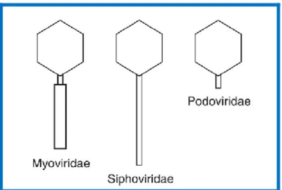 Figure 1.2. Représentation schématique des différents groupes de phages à ADN db de la famille  des Caudovirales (Ackermann, 2007)