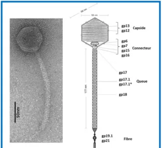 Figure  1.7.  Structure  du  bactériophage  SPP1.  À  gauche,  observation de la particule virale de  SPP1  au  microscope  électronique  en  coloration  négative