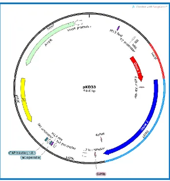 Figure  2.1.  Représentation  schématique  du  vecteur  pKD33  dérivé  du  pIVEX3.2d,  contenant  les  séquences du gène  1 et 2 sous le contrôle du promoteur T7 et avec la cassette hexahistidine en 3’ du  gène 2