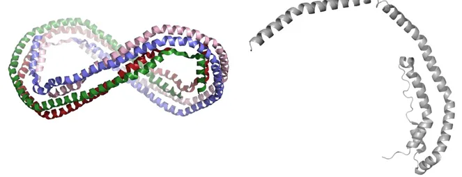 Figure I-9 : Structure d’apolipoprotéine A1 sans lipides. A gauche, la structure de l’apolipoprotéine A1  tronqué des résidus 1 à 43