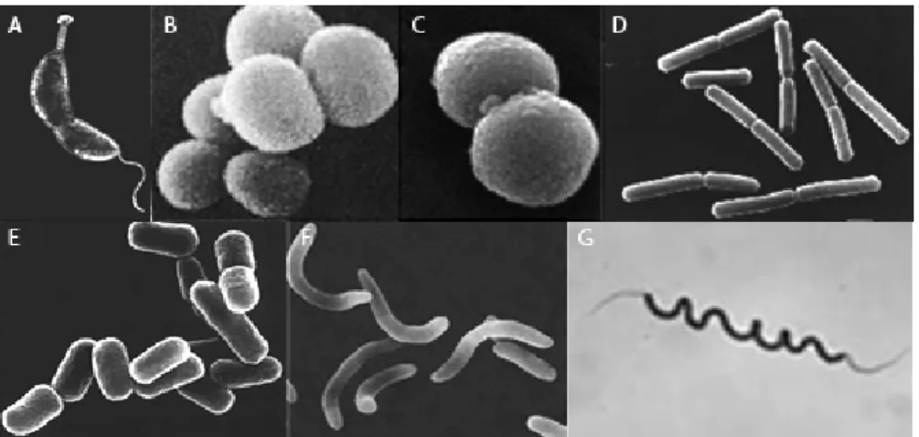 Figure 1. Exemples de morphologie bactérienne. A :  Caulobacter crescentus. B  :  Staphylococcus aureus