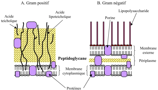 Figure 2. Représentation schématique de la paroi cellulaire des bactéries à Gram positif (A)  et à Gram négatif (B)