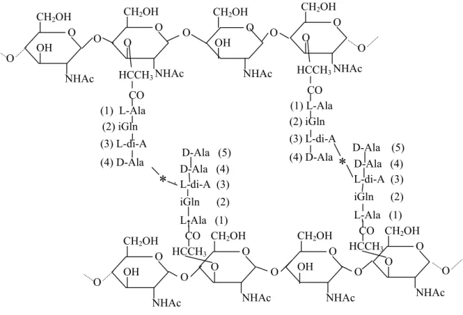 Figure 3. Structure chimique du peptidoglycane. Les chaînes glycanes sont composées d’une  alternance de N-acétyl-D-glucosamine (GlcNAc) et d’acide N-acétyl-D-muramique (MurNAc)  liés par une liaison glycosidique β(1-4)