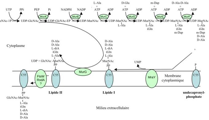 Figure 4. Biosynthèse cytoplasmique des précurseurs du peptidoglycane chez E. coli. Les  enzymes de la famille Mur et MraY catalysent les réactions menant à la formation du lipide II
