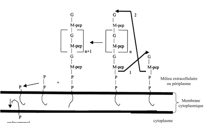 Figure 5. Elongation des chaînes glycanes par transglycosylation (d’après van Heijenoort,  2001)