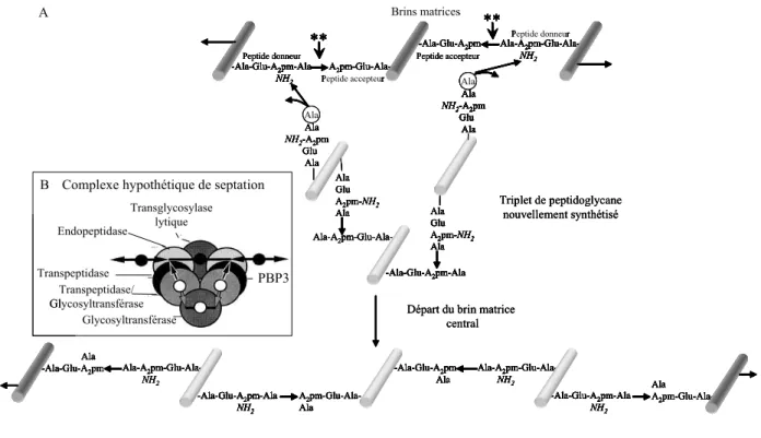 Figure 8. Modèle de synthèse de peptidoglycane septal « 3 pour 1 » (d’après Holtje, 1998)