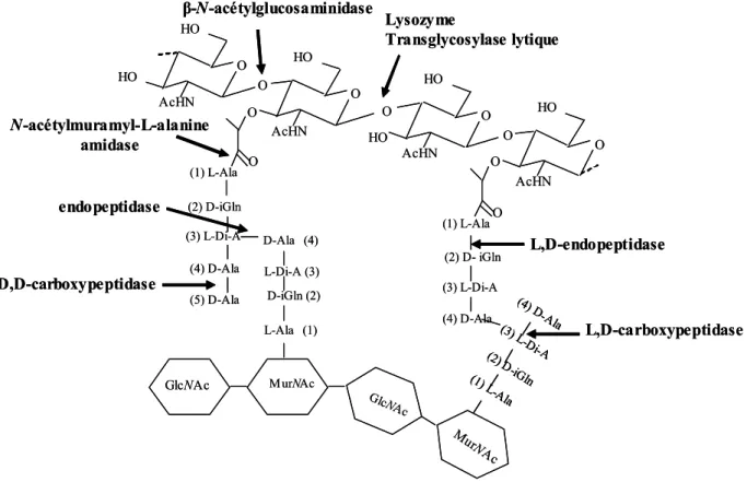 Figure 9. Spécificités des hydrolases du peptidoglycane. La liaison clivée par les enzymes est  indiquée par les flèches  