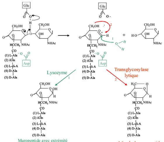 Figure 10. Comparaison des mécanismes catalytiques des activités lysozyme et  transglycosylase lytique