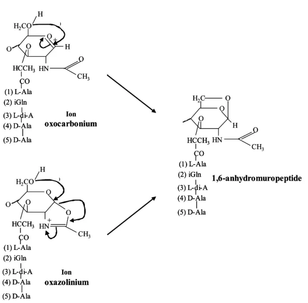 Figure 11. Intermédiaires potentiels réactionnels de la réaction des transglycosylases  lytiques